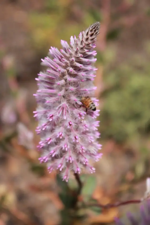 Closure Vision and Stakeholder Engagement 1 Okane Consultants mine closure stakeholder-engagement