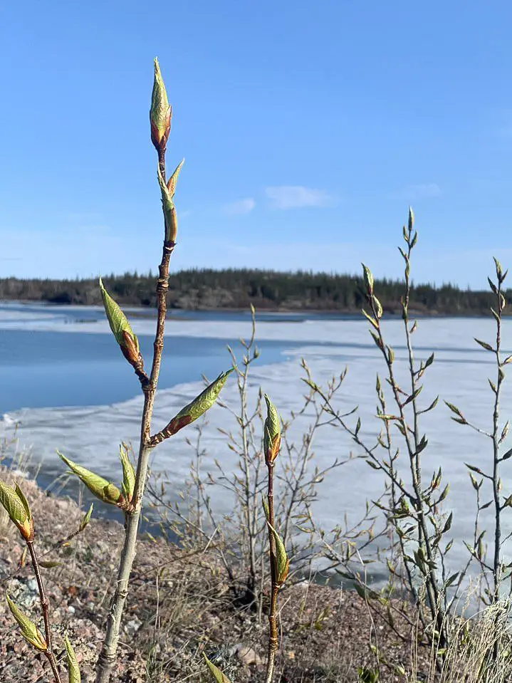 Water Stewardship 3 Okane Consultants mine closure water stewardship