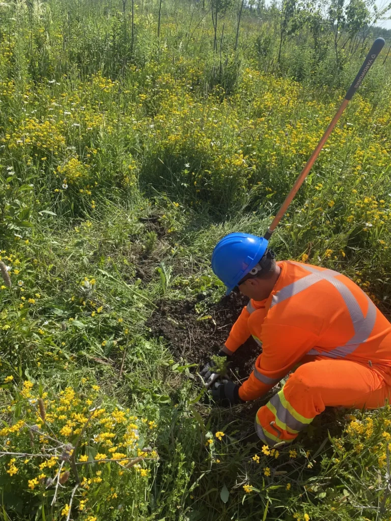 Optimizing Mine Rehabilitation and Reclamation through Revegetation Trials