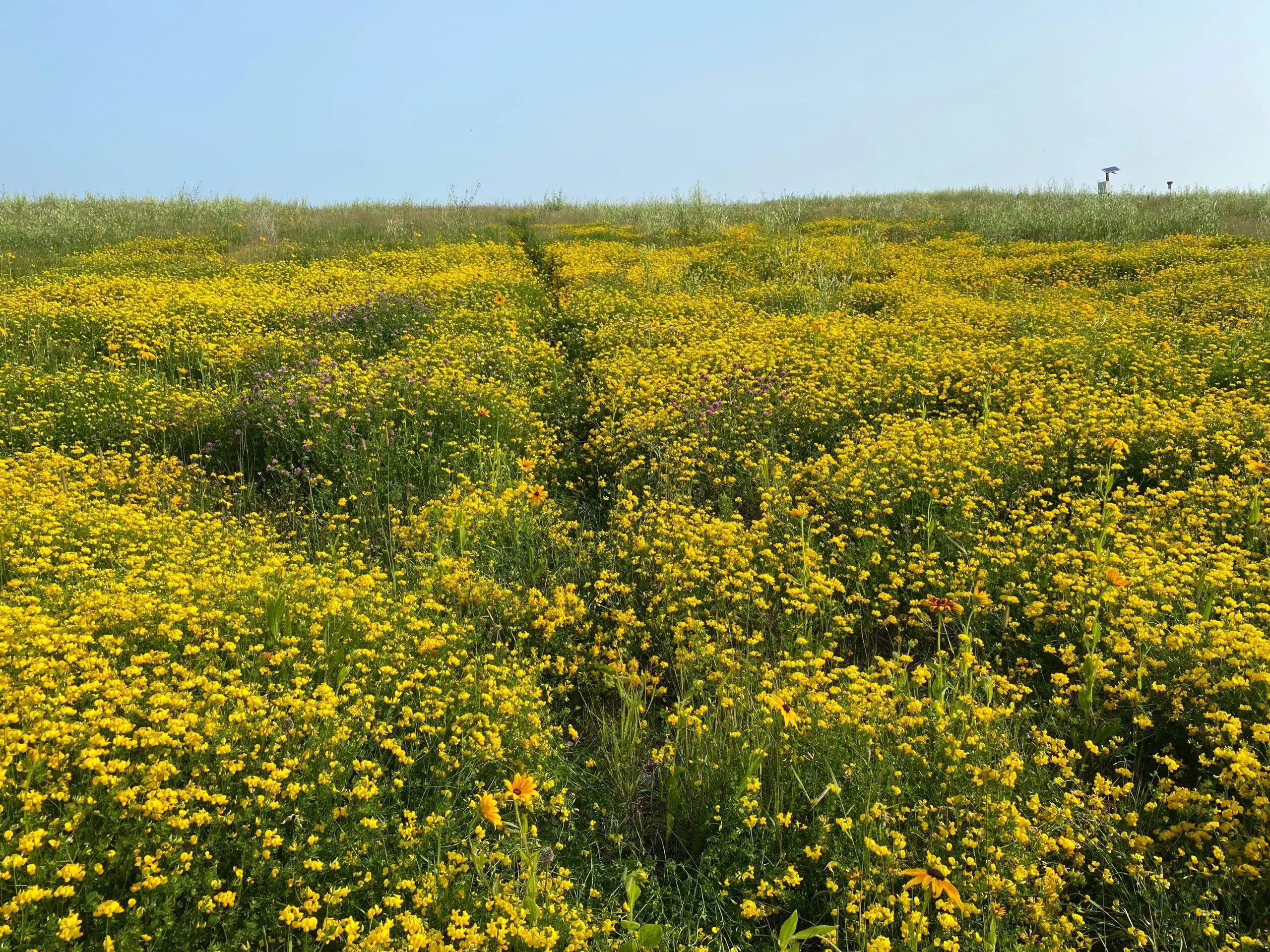 Optimizing Mine Rehabilitation and Reclamation through Revegetation Trials
