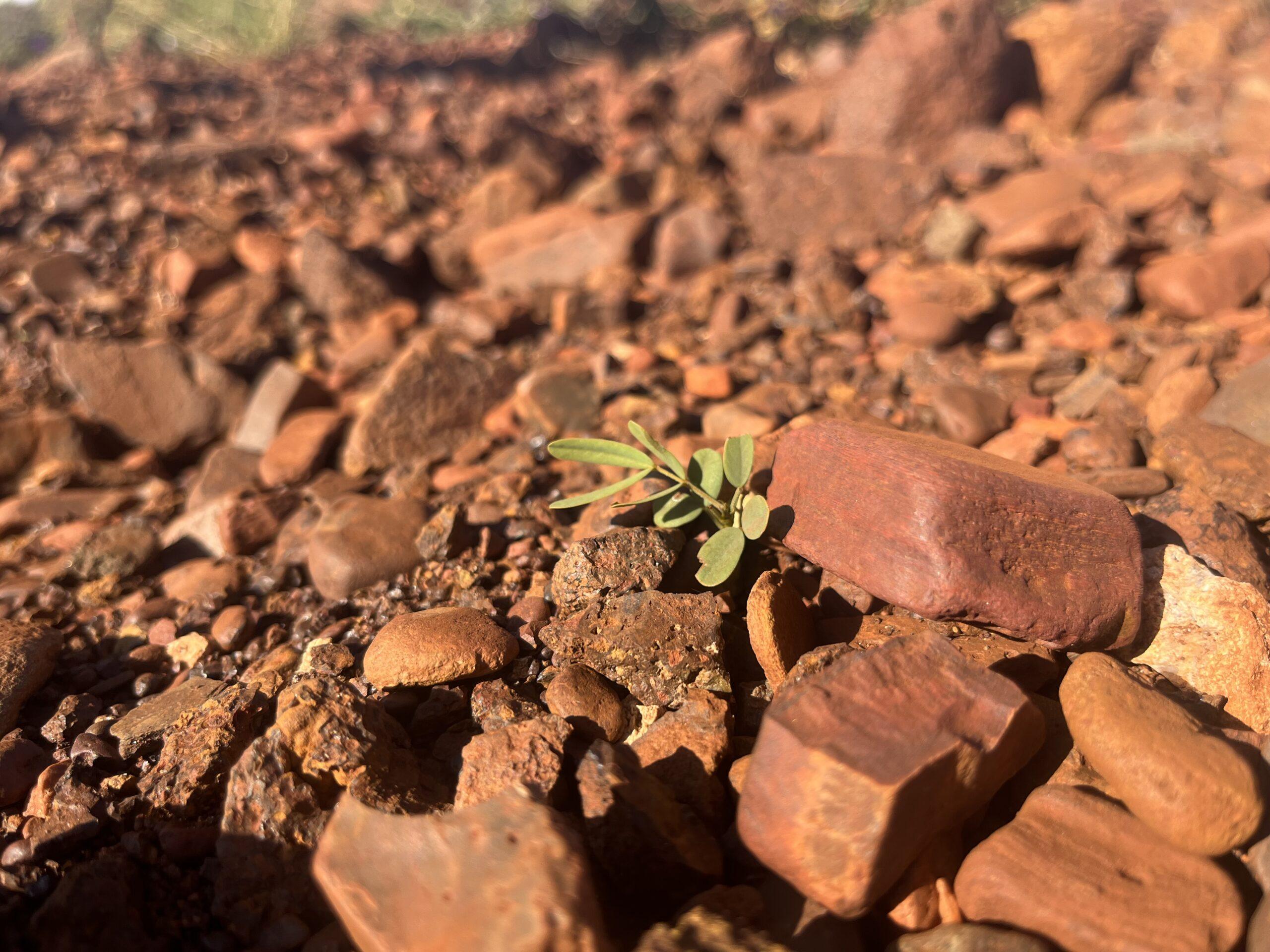 Seedling of native plant growing during a revegetation trial.