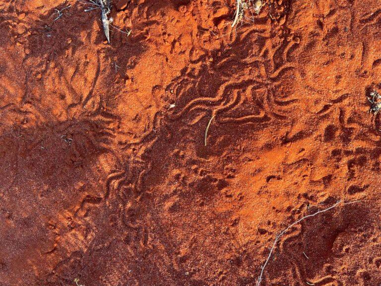 Soil Health and Soil Amendments for Mine Rehabilitation